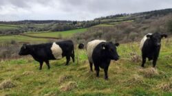 Belted Galloways grazing the LLP