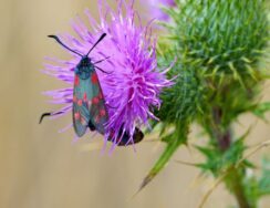 21 burnet moth