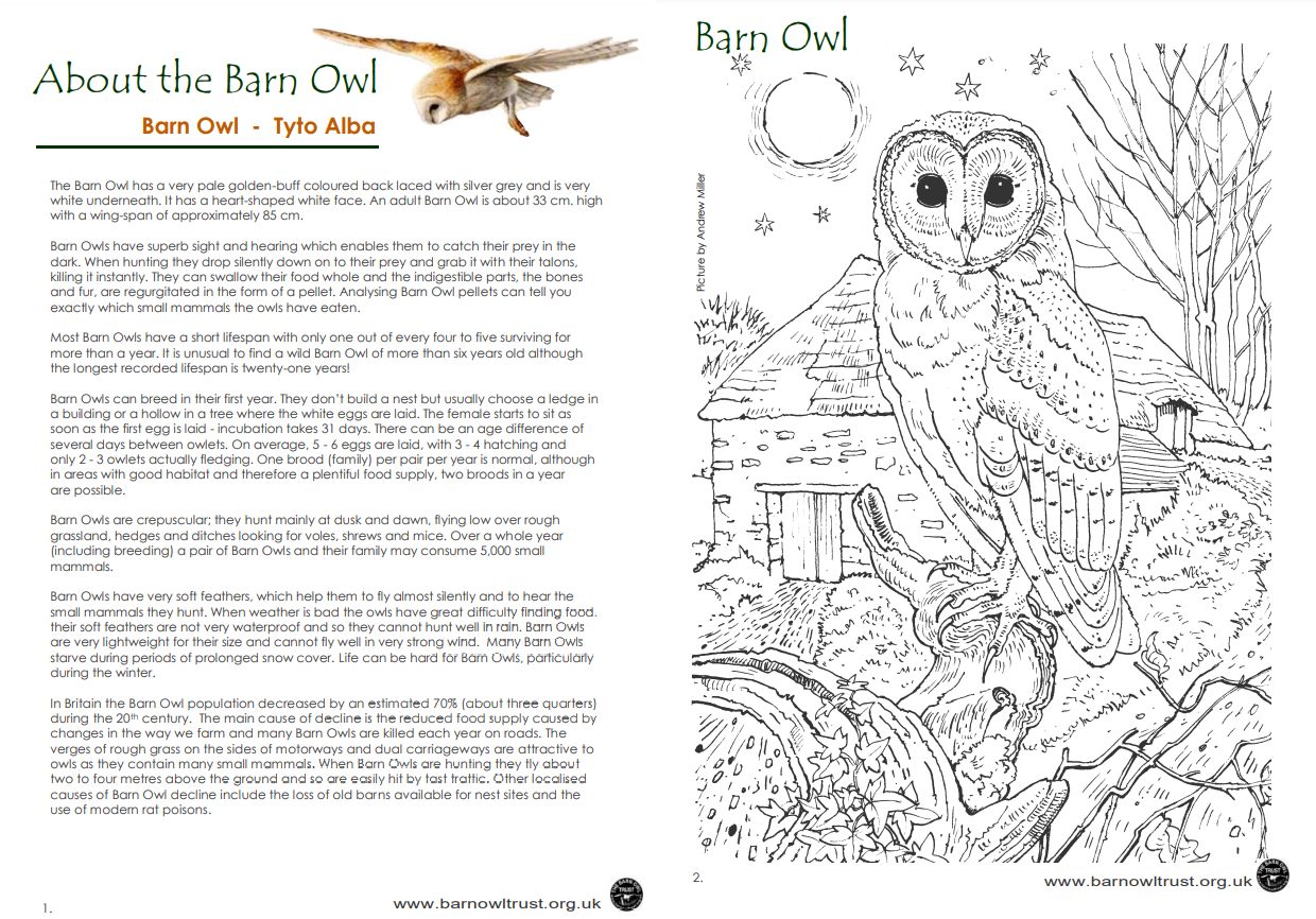 About the barn owl