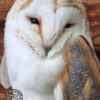 Adopt a Barn Owl - Elizabeth