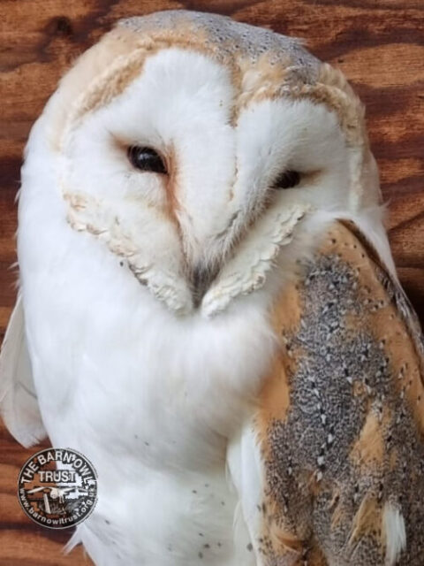 Adopt a Barn Owl - Elizabeth