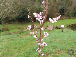 Almond blossom