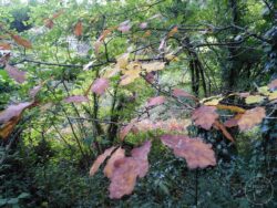 Autumn oak leaves