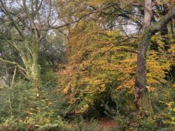 Autumn colours 6th november (1)