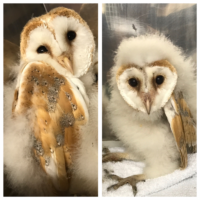 A second chance for Fallen Owlets