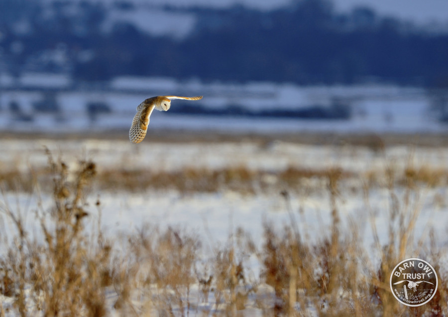 Barow flying grassland snow blue craig jones 090819 b 1 scaled 2 small