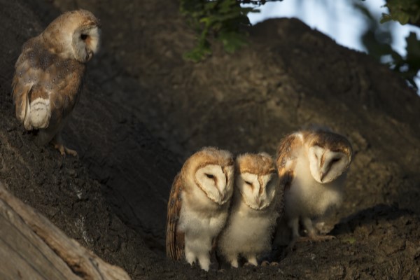 Barow four owlets tree [phil thorogood] 090819 (c) 600x400