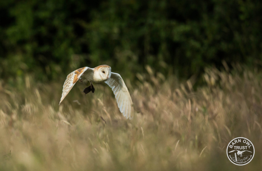 Barow hunting vole flight grassland phil thorogood 160819 c scaled 2 small