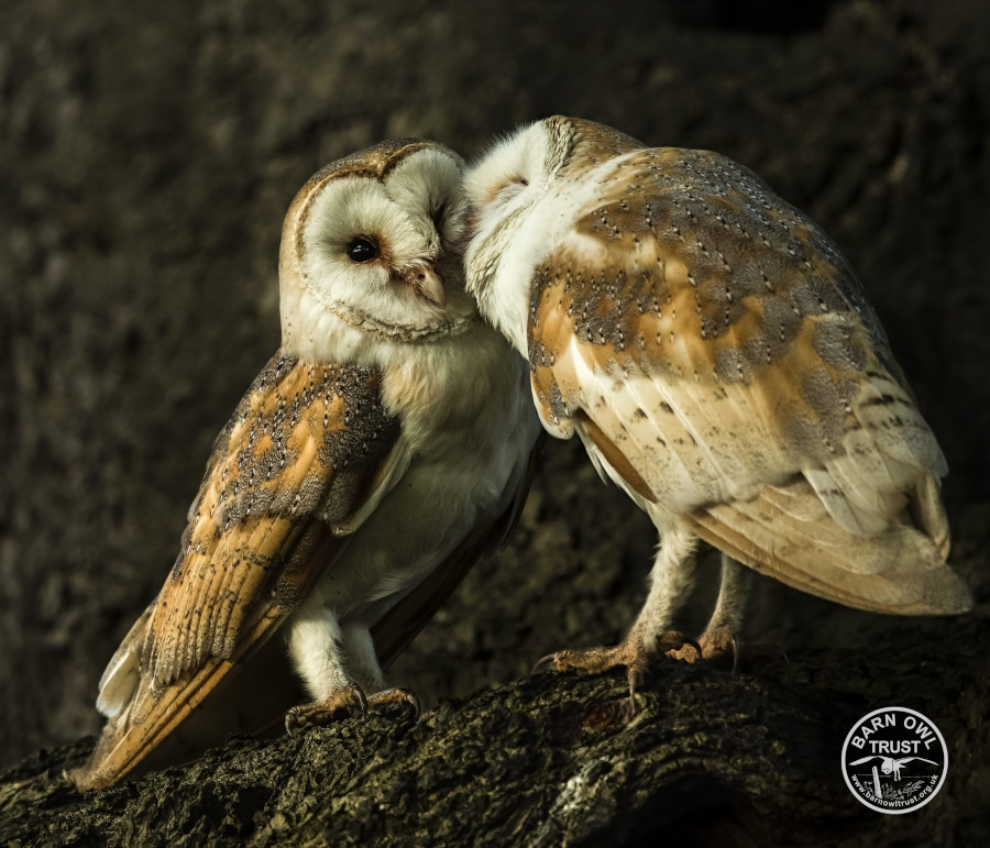 Barow two pair roost kiss valentine phil thorogood 160819 c cropped2 scaled 1 small