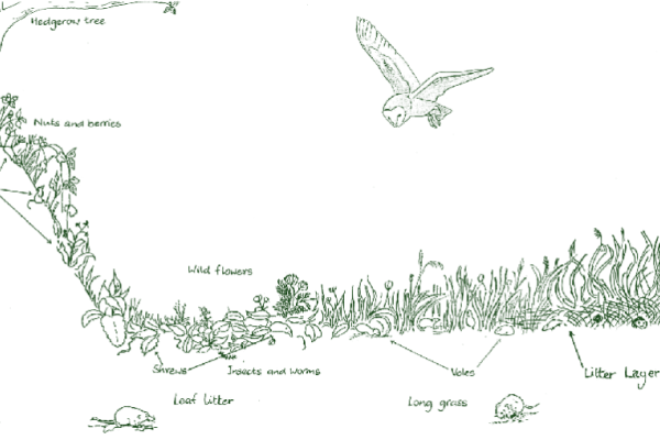 Bo science habitat transect 600x400