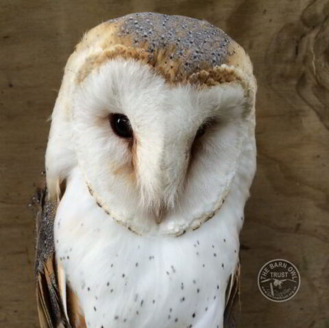 Barn owl adoption silver