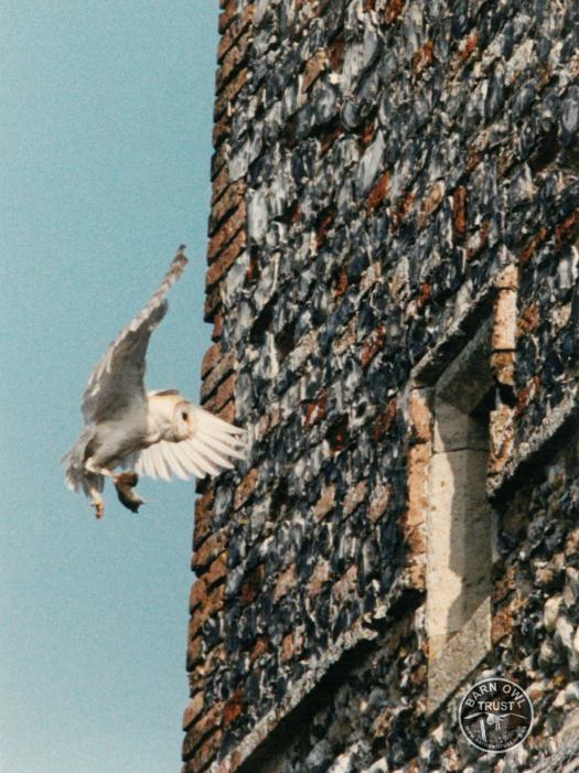 Barn owl norfolk church angie broadberry