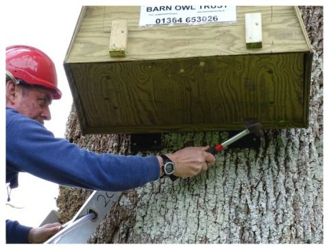 Barn Owl Tree Box Fixing On Tree