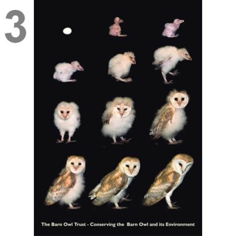 Barn Owl Trust Egg To Owl In 63 Days A5 Card