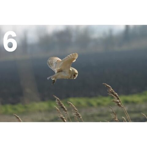 Barn Owl Trust In Search Of Prey A6 Card