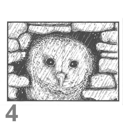 Barn Owl Trust November A6 Black & White Card