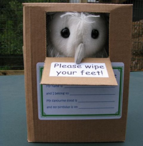 Barn Owl Trust Owlet In Box