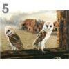 Barn Owl Trust Welcome Return A5 Card