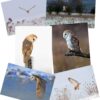 Barn owl trust xmas a6 12pack