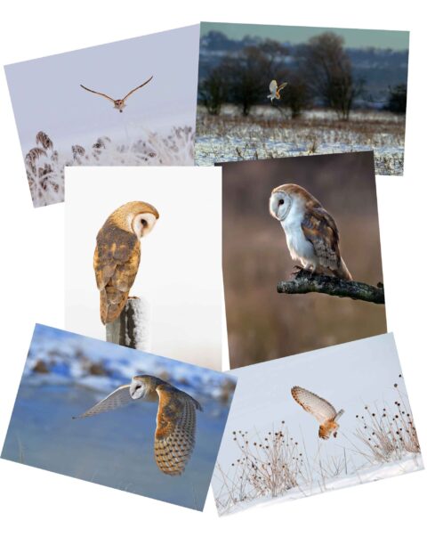 Barn owl trust xmas a6 12pack