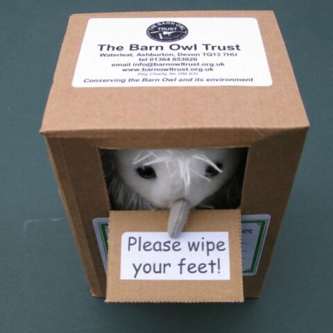 Barn Owl Trust Owlet Peering Out Of Box