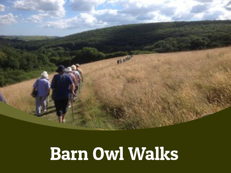 Walks in Barn Owl Heaven – LLP