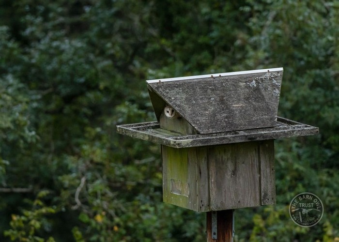 Barn Owl in pole box