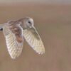 Barn owl pastel print scouting alex fleming