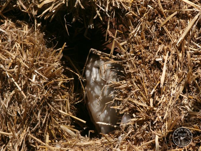 Barn owl roosting among straw bales [David Ramsden]