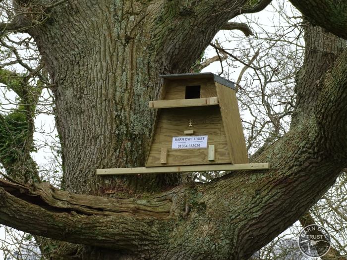 Barn owl tree box [David Ramsden]