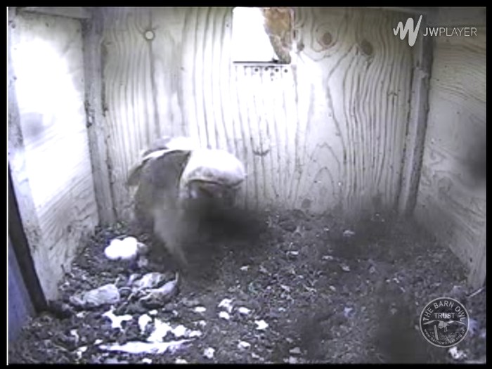 Barn Owl Webcam Nestcam Screenshot 11th May 2015 - The Barn Owl Trust