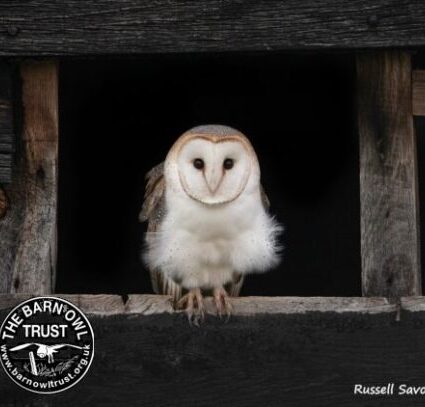 Barn owlet russell savory