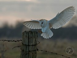 Barn Owls Dawn Dusk Russell Savory 01