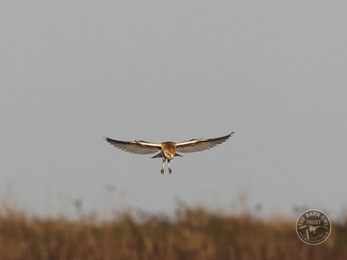 Barn Owls soars above long grass