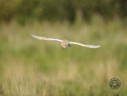 Barn Owls Flying Hunting 02