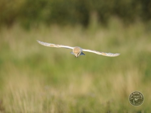 Barn Owl with wings outstretched above a field