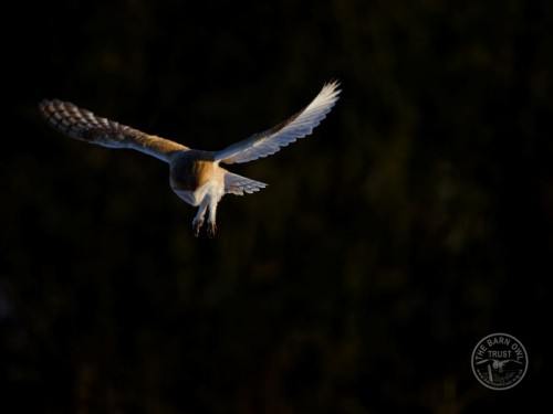 Barn Owl hunting at dusk