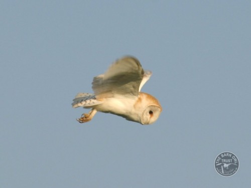 Barn Owl in flight side profile