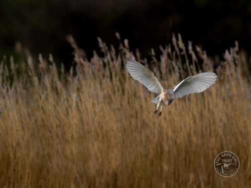 A Barn Owl takes off from a field of long grass