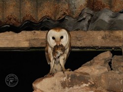 Barn Owls In Their Habitat 01