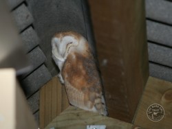 Barn Owls In Their Habitat 02