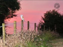 Barn Owls In Their Habitat 04