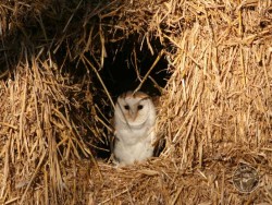 Barn Owls In Their Habitat