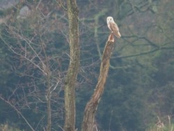 Barn Owls In Their Habitat (Bill Priddy)