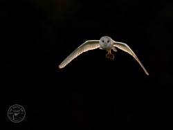 Barn Owls In Their Habitat (Craig Jones)