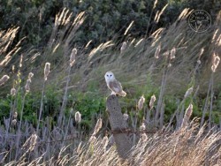 Barn Owls In Their Habitat (David Pearson)