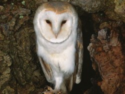 Barn Owls In Their Habitat (Kevin Keatley) 02