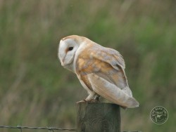 Barn Owls In Their Habitat (Nick Sampford) 01