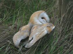 Barn Owls In Their Habitat (Nick Sampford)