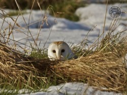 Barn Owl in long grass [Russell Savory]